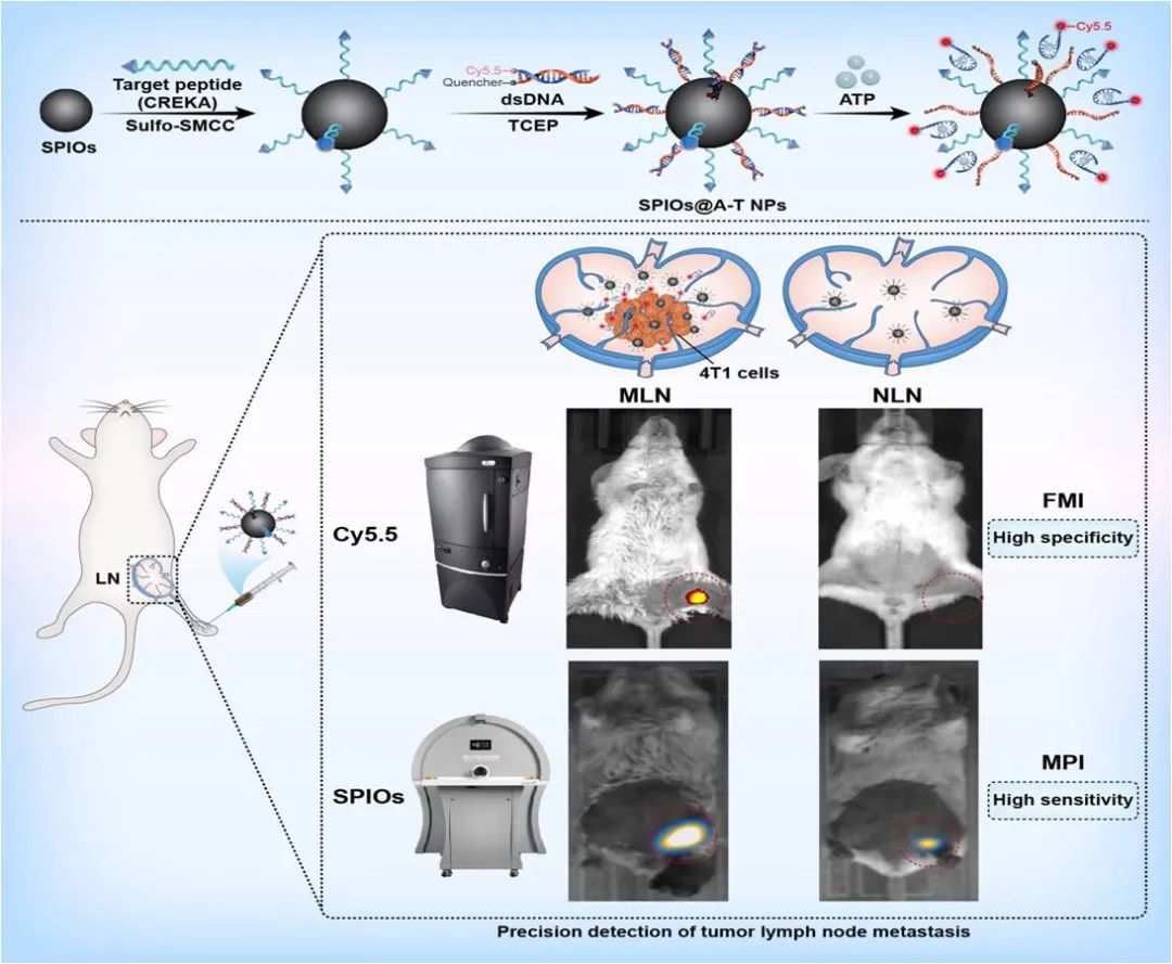 中科院分子影像重点实验室研发新型ATP响应型靶向纳米探针 成功应用于乳腺癌淋巴结转移灶的活体成像检测